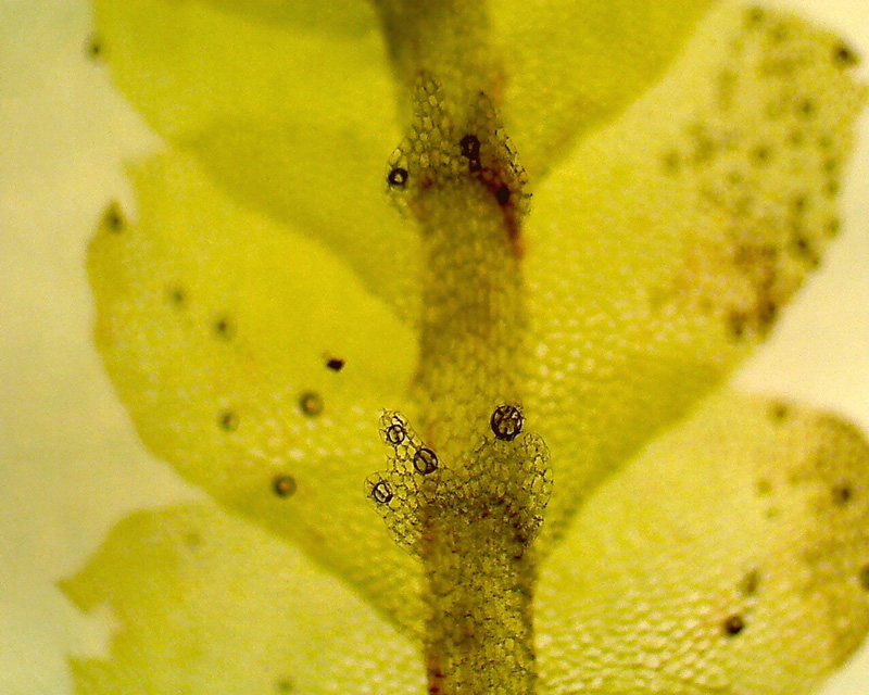Calypogeia sphagnicola